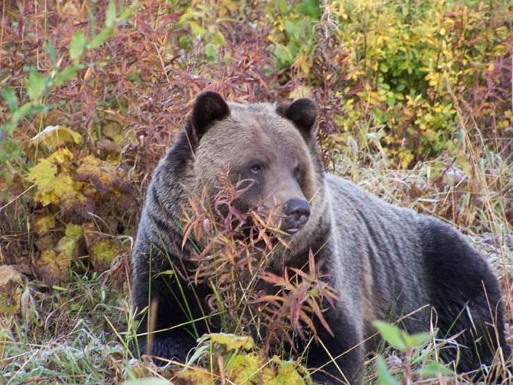 Grizzly Bear Refuge Trip Packages