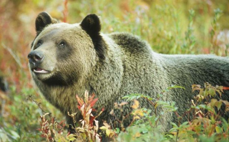 Grizzly Bear Refuge Trip Packages