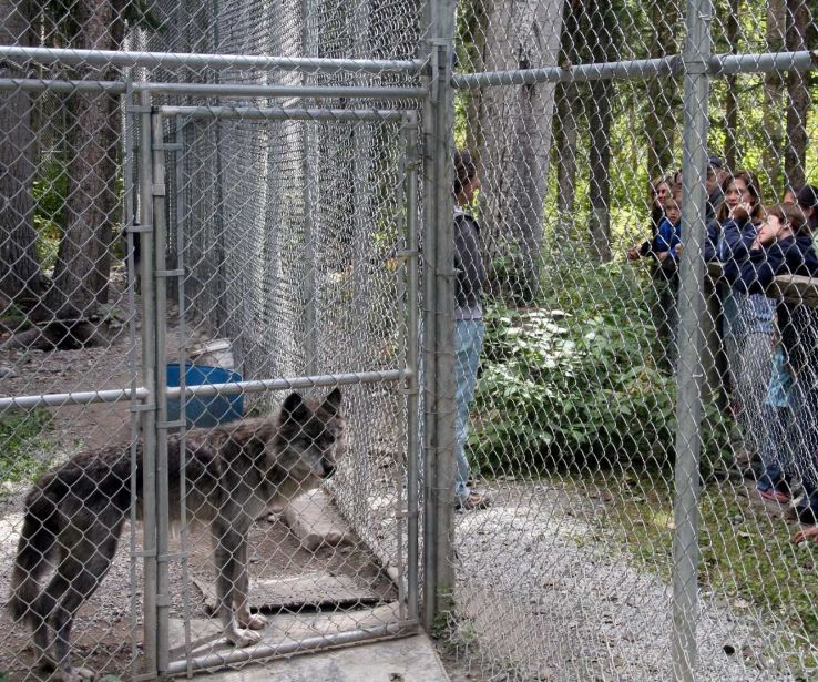 Northern Lights Wildlife Wolf Centre Trip Packages