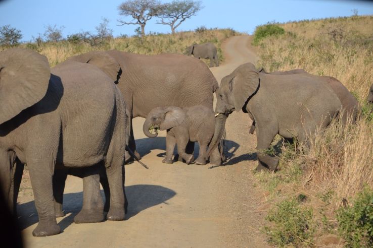 African Safari Trip Packages