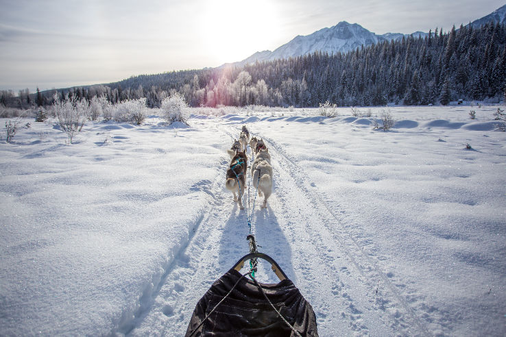 Golden Dog Sled Adventures Trip Packages