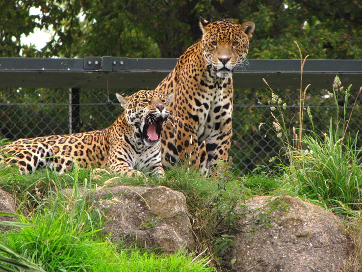 Chester Zoo Trip Packages