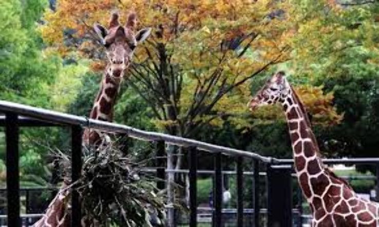 Hiroshima City Asa Zoological Park Trip Packages
