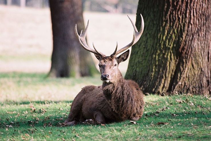 Richmond Park Trip Packages