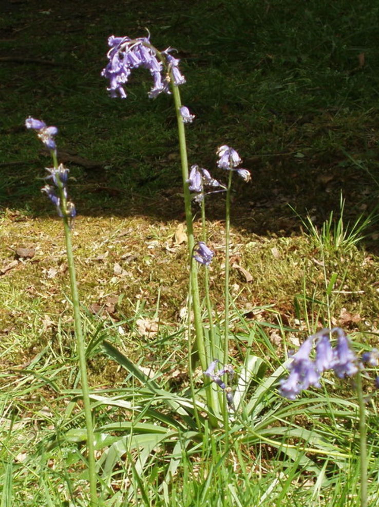 Richmond Park Trip Packages