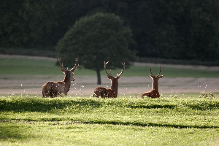 Richmond Park Trip Packages