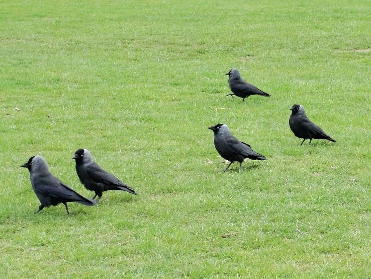 Bushy Park Trip Packages