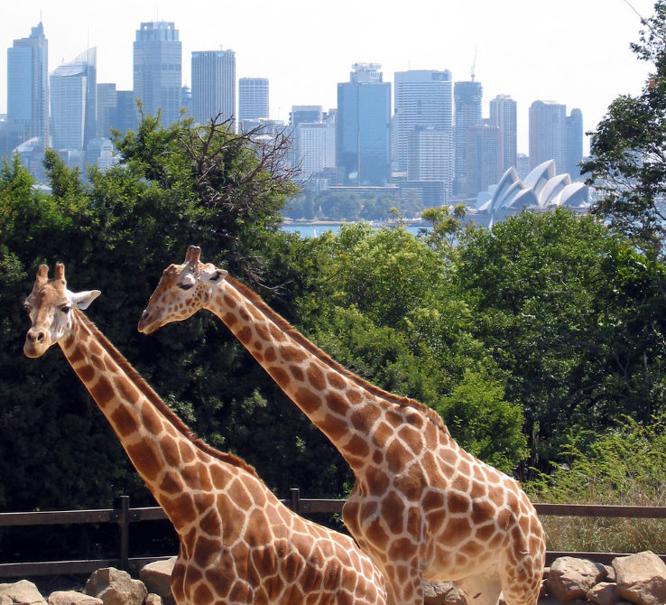 Taronga Zoo Trip Packages