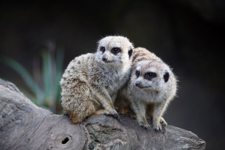 Melbourne Zoo Trip Packages