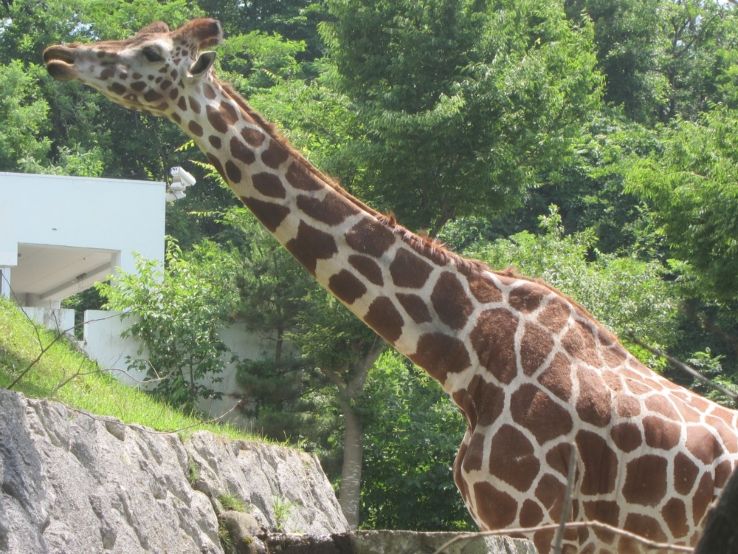 Akita Omoriyama Zoo Trip Packages