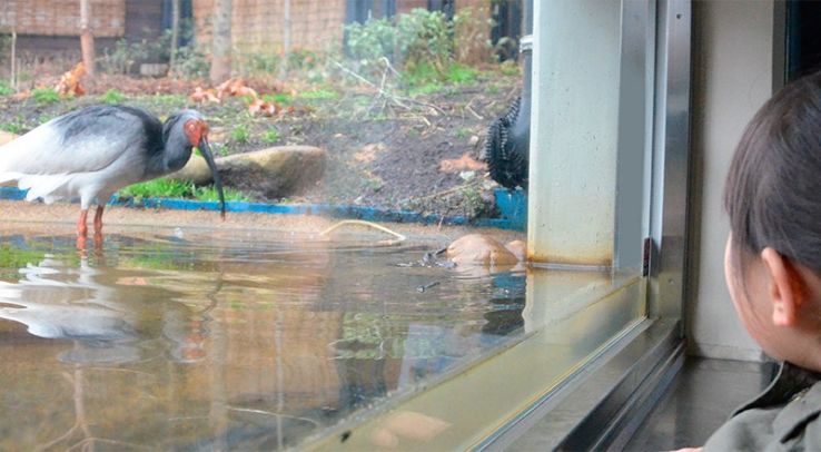 Akita Omoriyama Zoo Trip Packages