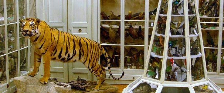 Museo Civico Craveri di Storia Naturale Trip Packages