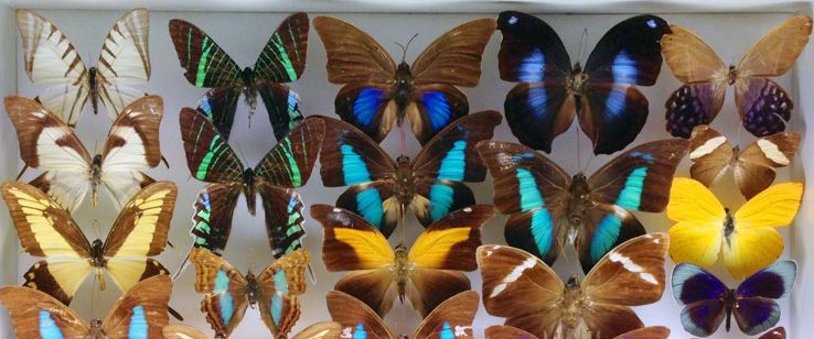 Museo Civico Craveri di Storia Naturale Trip Packages