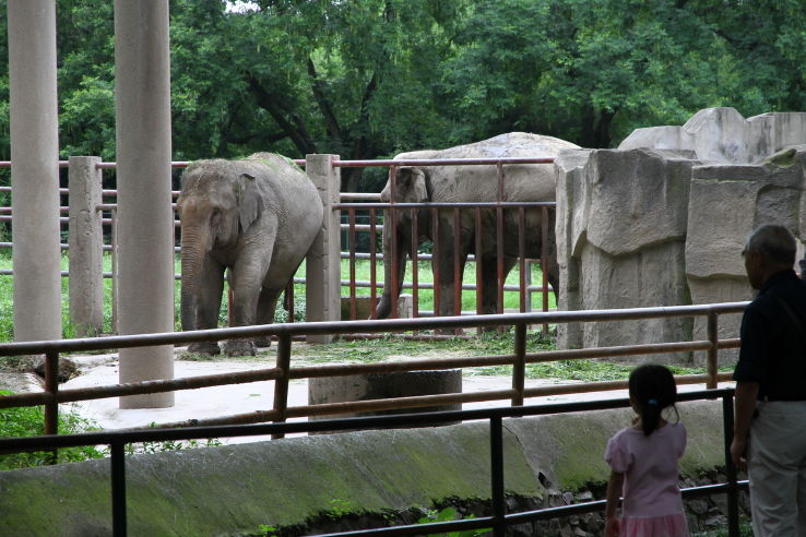 Shanghai Zoo  Trip Packages