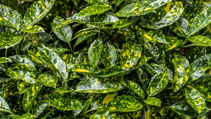 Abbey Park, Leicester Trip Packages