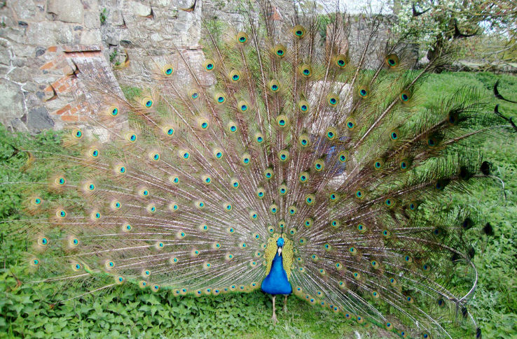 Bradgate House Trip Packages