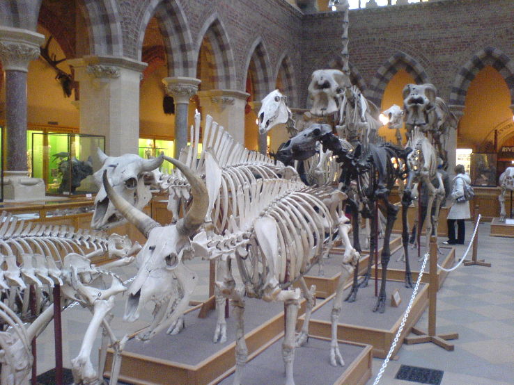 Oxford University Museum of Natural History Trip Packages