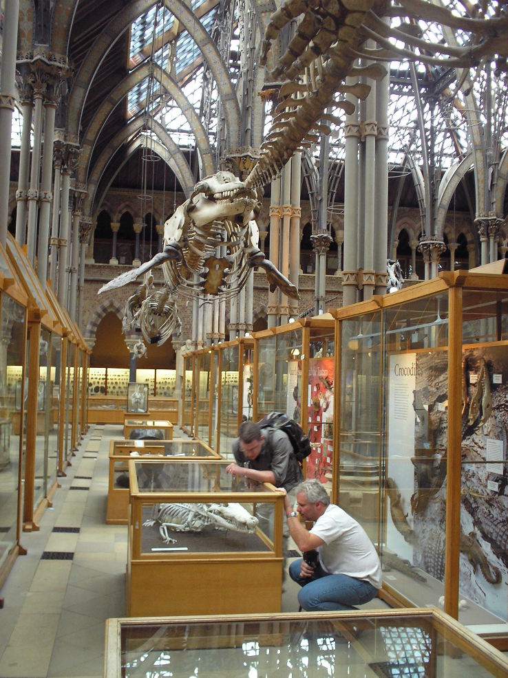 Oxford University Museum of Natural History Trip Packages
