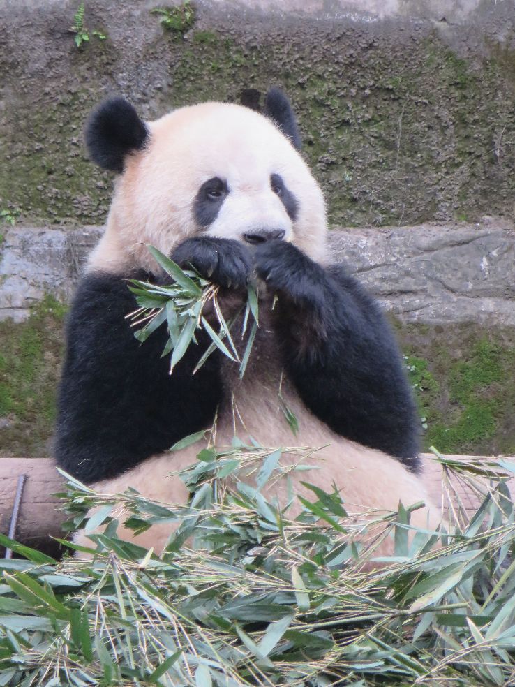 Chongqing Zoo  Trip Packages