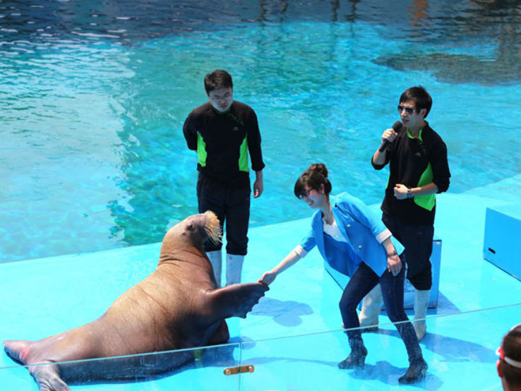 Qingdao Polar Ocean World Trip Packages