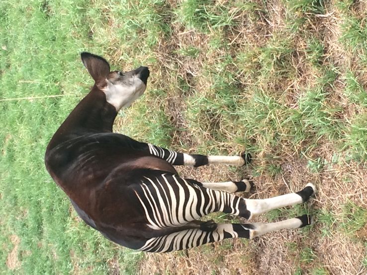 National Zoological Gardens of South Africa Trip Packages