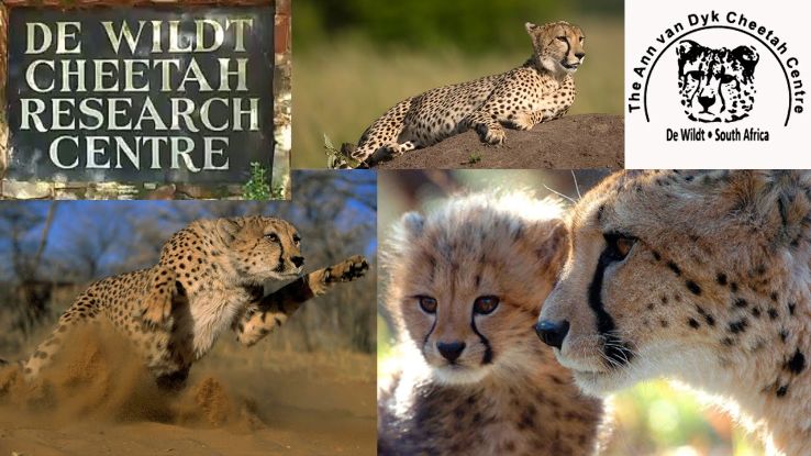 Ann van Dyk Cheetah Centre Trip Packages