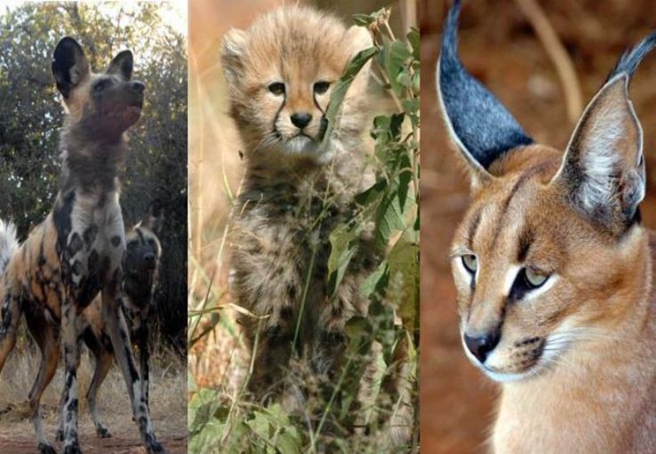 Ann van Dyk Cheetah Centre Trip Packages