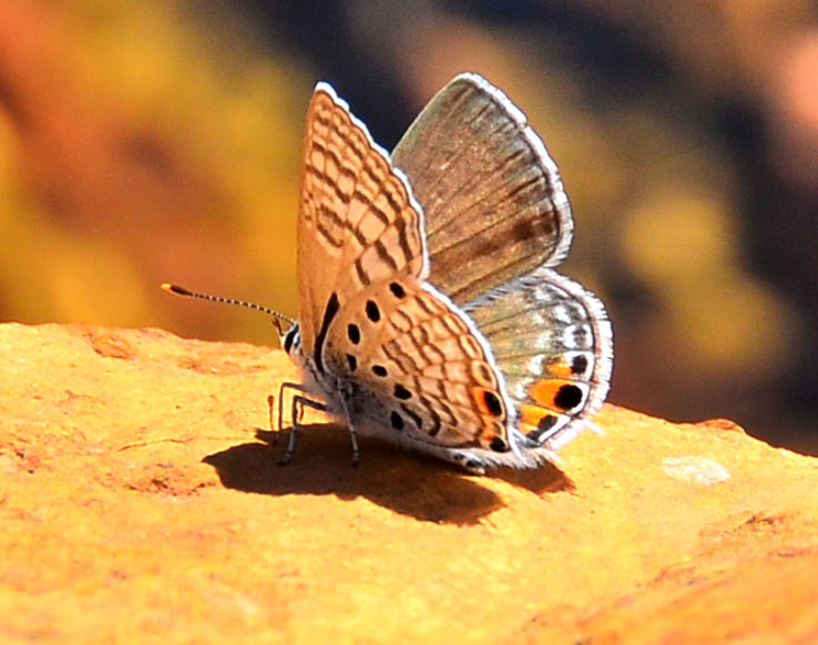 Moreleta Kloof Nature Reserve Trip Packages