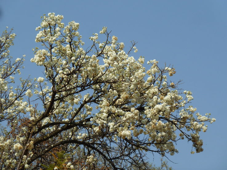 Moreleta Kloof Nature Reserve Trip Packages