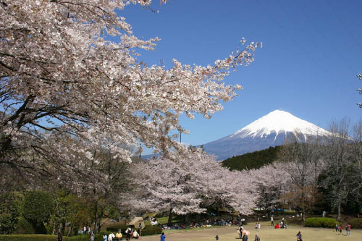 Iwamotoyama Park  Trip Packages