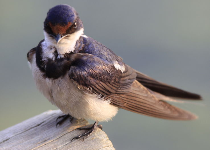 Rietvlei Nature Reserve Trip Packages