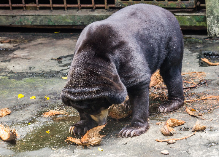 Gembira Loka Zoo Trip Packages