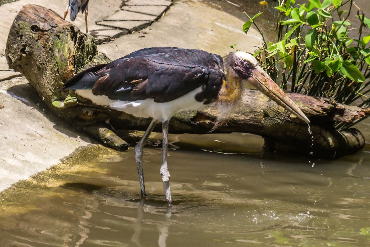 Gembira Loka Zoo Trip Packages