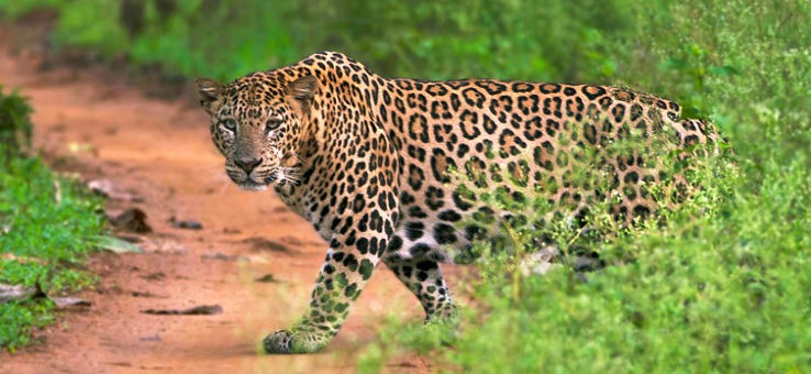 Nagarhole National Park Trip Packages