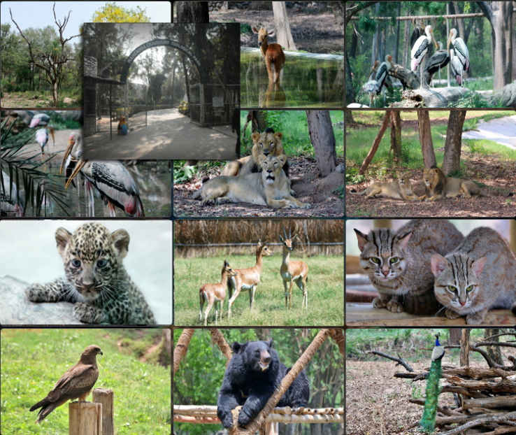 chattbir zoo Trip Packages