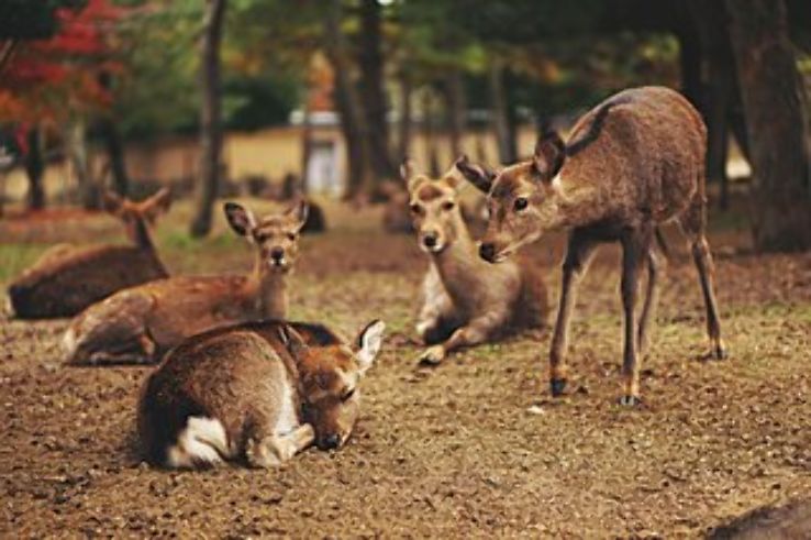 Nara Park Trip Packages