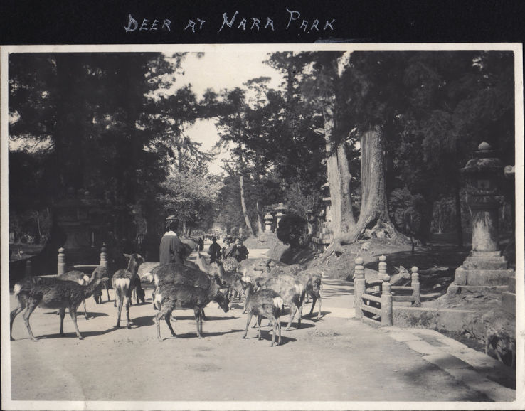 Nara Park Trip Packages