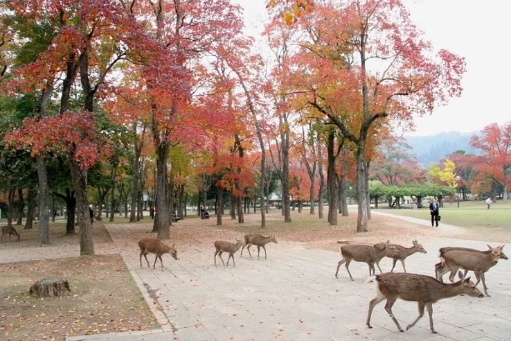 Nara Park Trip Packages