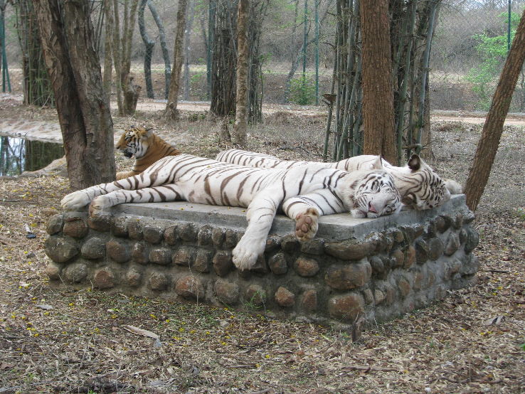Bannerghatta National Park Trip Packages