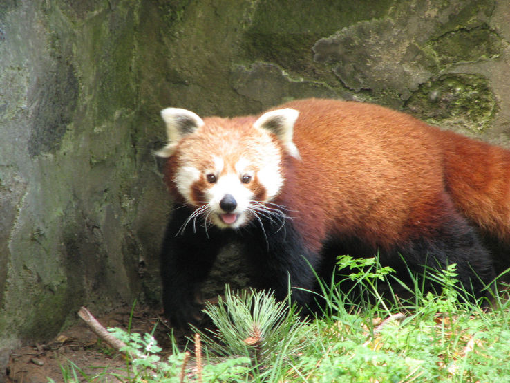 Edinburgh Zoo  Trip Packages