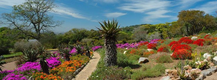 Kirstenbosch National Botanical Garden Trip Packages
