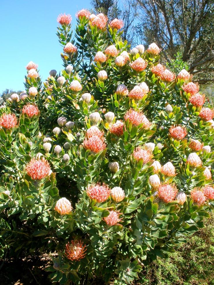 Kirstenbosch National Botanical Garden Trip Packages