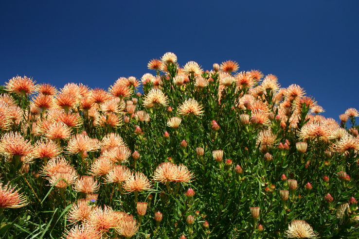 Kirstenbosch National Botanical Garden Trip Packages