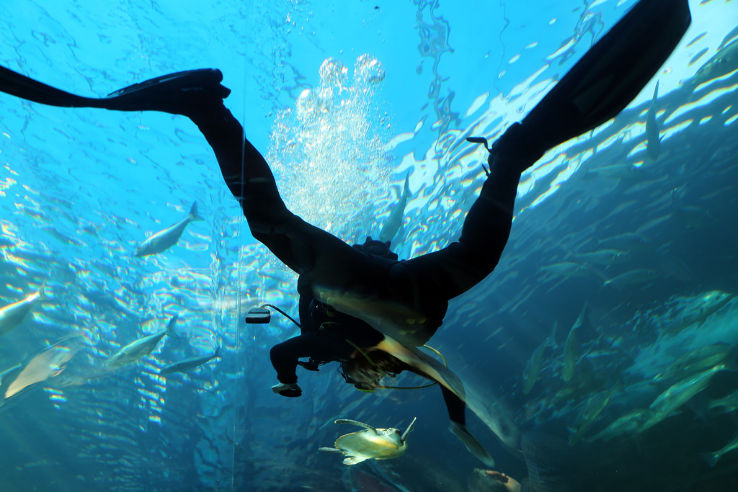 Two Oceans Aquarium Trip Packages