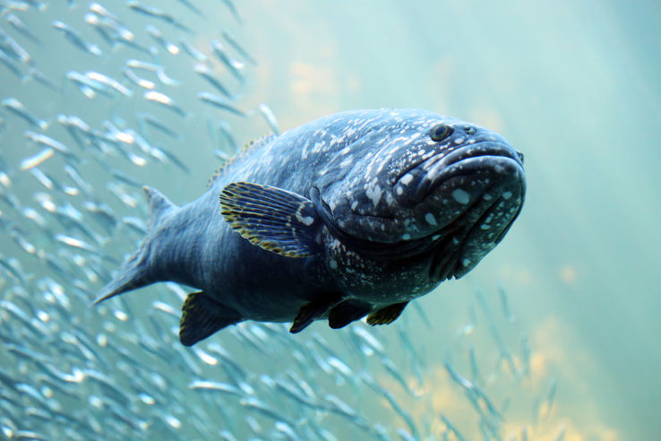 Two Oceans Aquarium Trip Packages