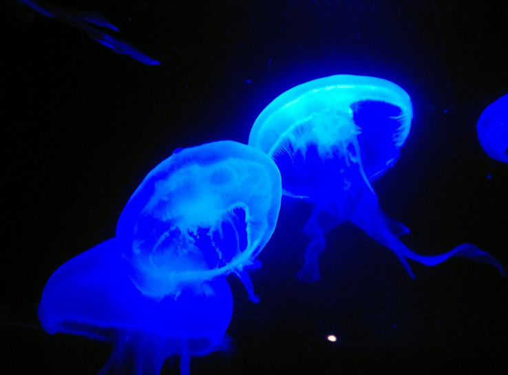 Two Oceans Aquarium Trip Packages
