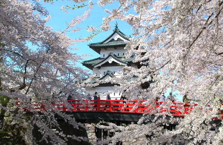 Sakura Castle Trip Packages