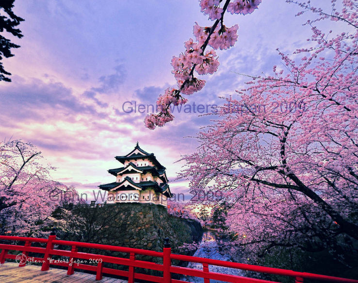 Sakura Castle Trip Packages
