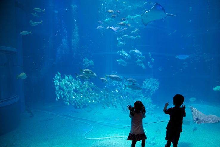 Osaka Aquarium Kaiyukan Trip Packages