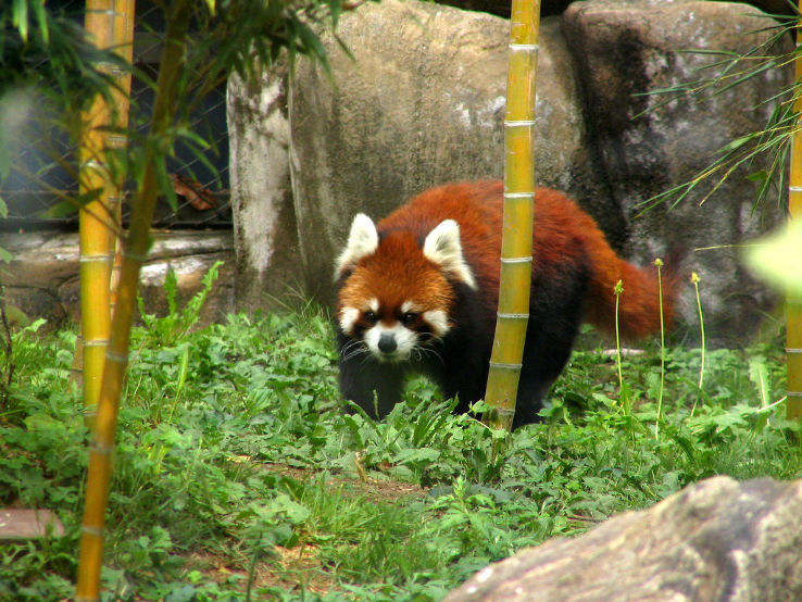 Tennoji Zoo  Trip Packages
